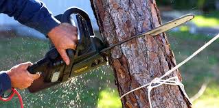 Professional Tree Services in Centerport, NY