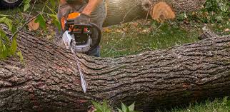 Best Fruit Tree Pruning  in Centerport, NY