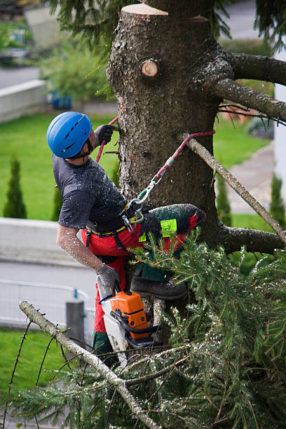 How Our Tree Care Process Works  in Centerport, NY